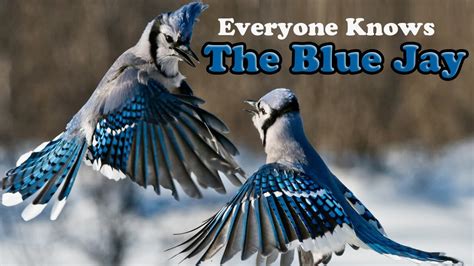 The Blue Jay Fun Facts About Blue Jays Blue Jay Calls Animal