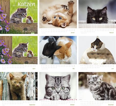 Times More Katzen Bildkalender Kalender Heye Amazon De B Cher