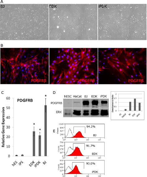 Expression Of Pdgfrb In Esc And Ipscderived Cells Correlates With Download Scientific Diagram