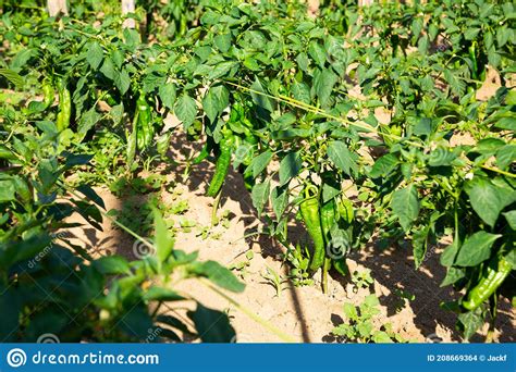 Los Brotes De Pimiento De Campanilla Crecen En El Campo Usando Palos