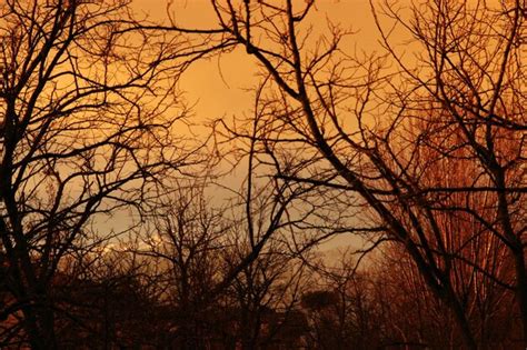 Premium Photo Bare Trees At Sunset