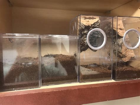 Tarantula Habitat - Tarantula Friendly