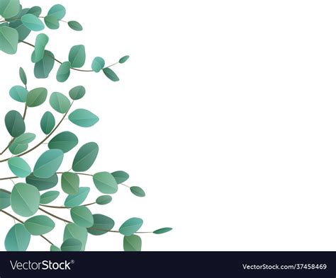 Eucalyptus Leaf Royalty Free Vector Image Vectorstock