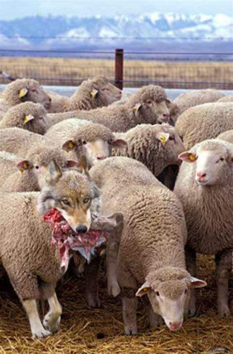 Herescope Scurrilous Shepherds And Their Starving Sheep