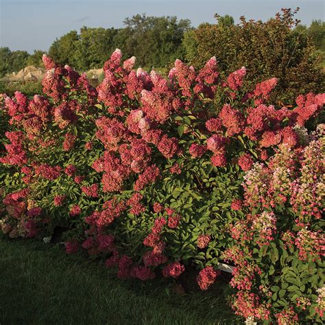 BERRY WHITE® Panicle Hydrangea – Jardineries Botanix