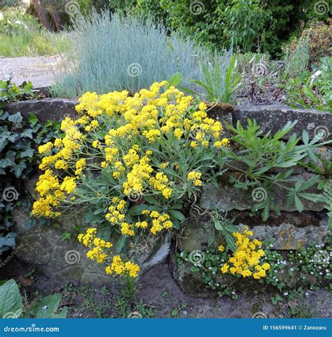 Aurinia Saxatilis Alyssum Saxatile Stock Image Image Of Wall Oblong