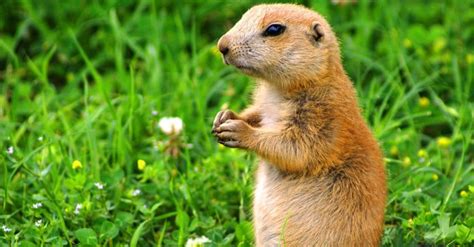 Prairie Dog Animal Facts Az Animals