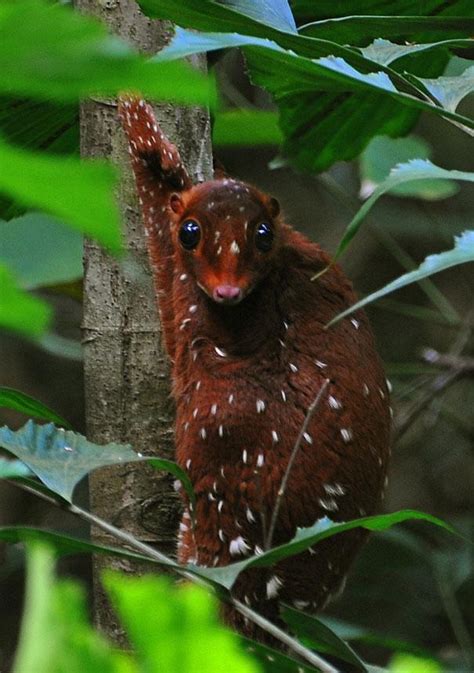 Animais Estranhos 21 Que Você Provavelmente Nunca Viu Antes