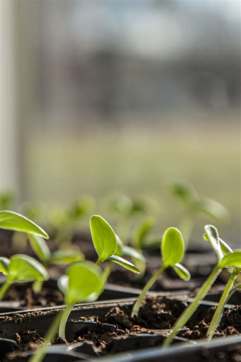 How To Start Vegetable Seeds Indoors The 5 Simple Secrets To Success