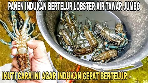 Budidaya Lobster Air Tawar Simple Mudah Tiap Bulan Pasti Bertelur