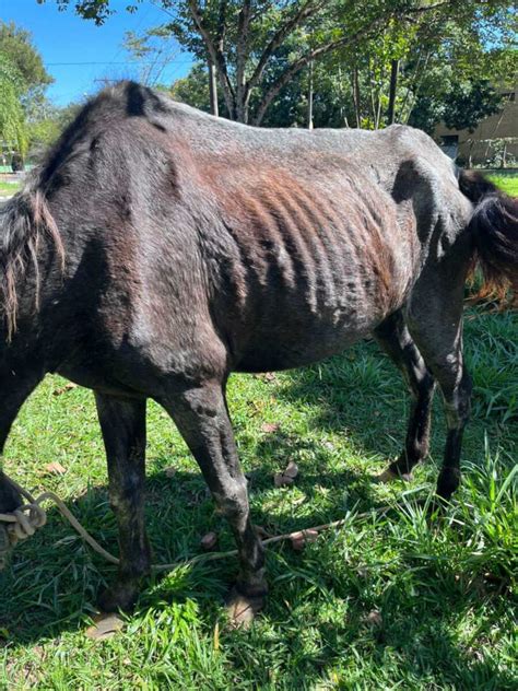 Homem Volta A Ser Detido Por Maus Tratos Contra Cavalos Em Pirassununga