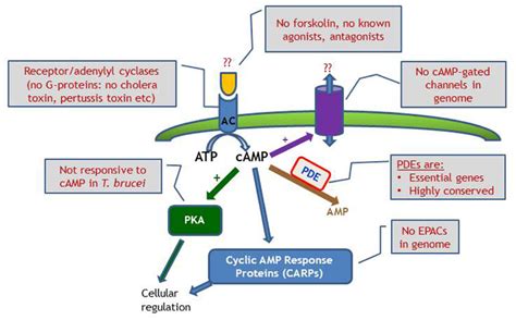 Schematic Diagram Of Cyclic Nucleotide Signaling In T Brucei