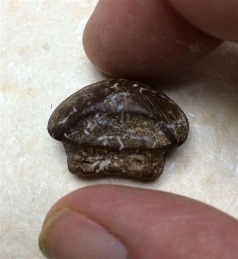 Another Ptychodus - Fossil ID - The Fossil Forum