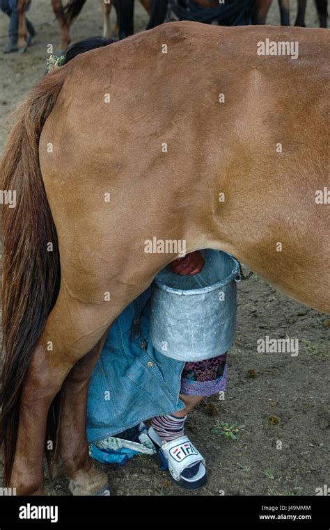 Horse milking mongolian hi-res stock photography and images - Alamy