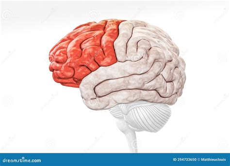 Cerebral Cortex Frontal Lobe In Red Color Profile View Isolated On