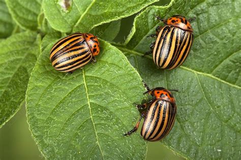 Colorado Potato Beetles Stock Image C0297008 Science Photo Library