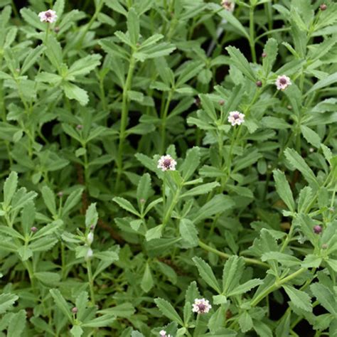 Texas Frogfruit Buchanan S Native Plants