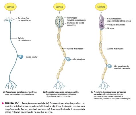 O Que É O Receptor - O Que São Receptores - FDPLEARN