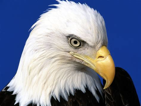 The Majestic And Powerful Eagle Head