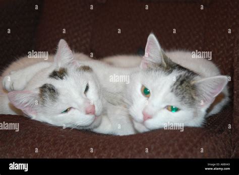 Two cats hugging each other Stock Photo - Alamy