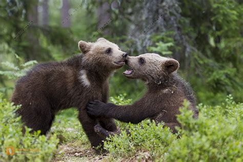 Braunb R Jungtiere Bild Bestellen Naturbilder Bei Wildlife Media