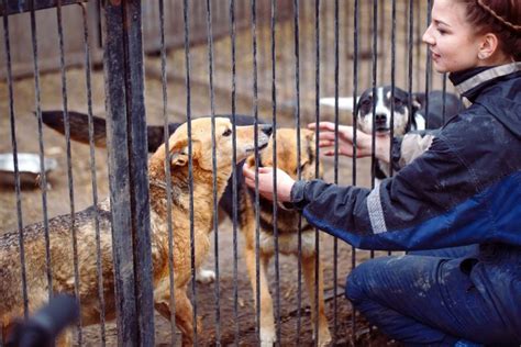 Gnadenhof Hilfe F R Tiere Im Ruhestand Das Tierlexikon De