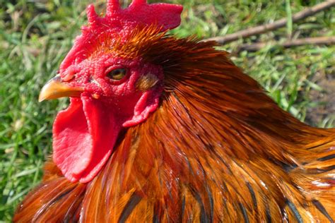 Free Images Chicken Feathers Comb Poultry Animal Farm Outside