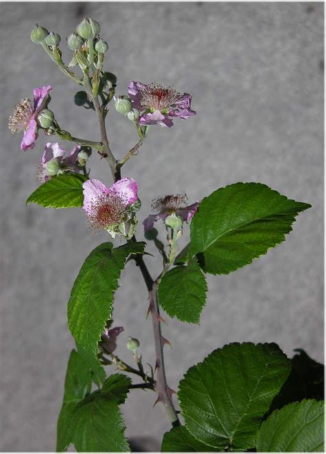 Elm Leaf Blackberry English Common Name Rubus Ulmifolius