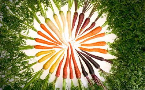 carrots  global history  food