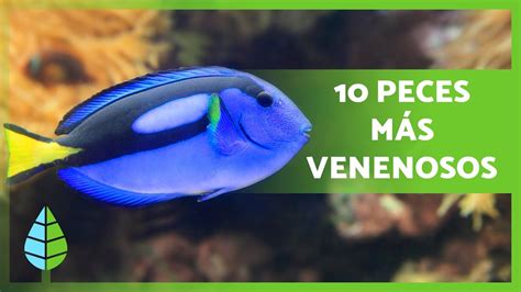 Top 10 Peces Más Venenosos Del Mundo 🐠⚠️ ¡nunca Los Toques 🚫 Youtube