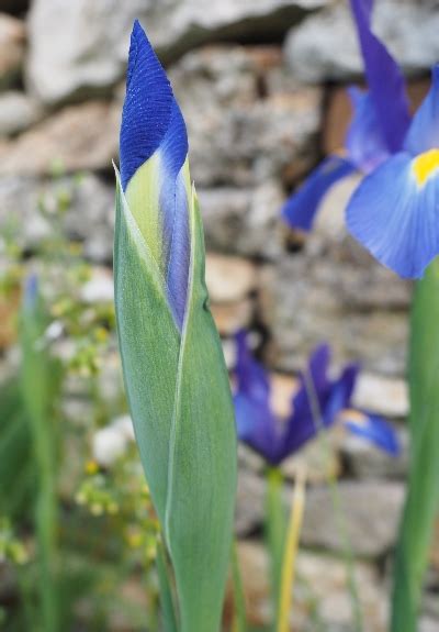 Les Iris Bleus Le Monde Selon RAY ZAB