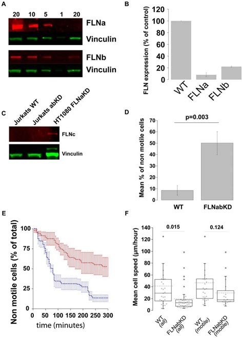 FLNs Play A Role In Initiation Of Cell Migration In Jurkat Cells A