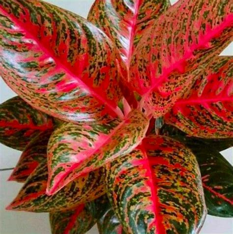 10 Jenis Aglaonema Langka Tanaman Hias Cantik Paling Hitz