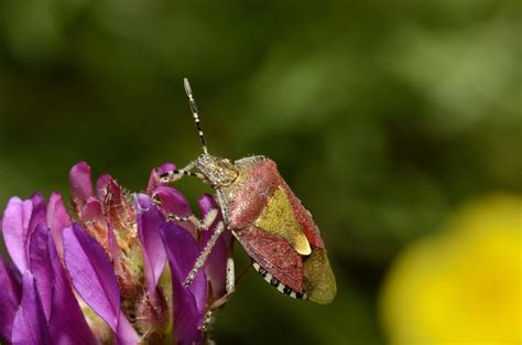 colorful beetle on flower 6183248 Stock Photo at Vecteezy