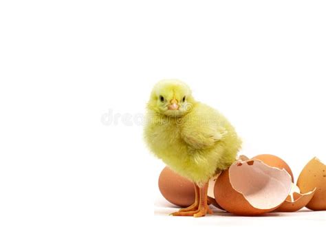 Beautiful Little Chicken, Egg and Eggshell Stock Image - Image of bird ...