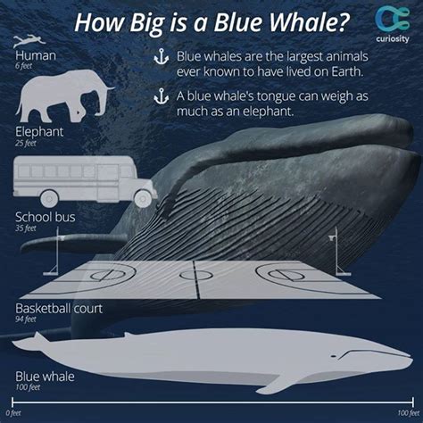 The Blue Whale Is Not Only The Largest Animal To Have Ever Existed On