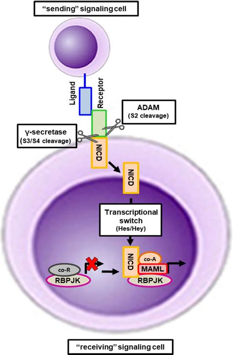 Activation Of The Canonical Notch Signaling Pathway Notch Mediates The