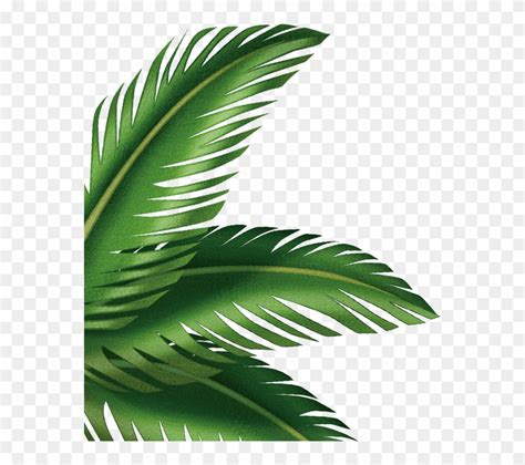 Leaf Arecaceae Clip Art Transprent Png Free Palm Leaves Art