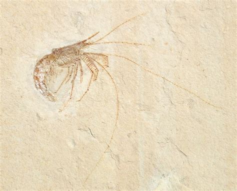 World Class Fossil Shrimp (Aeger tipularius) - Solnhofen (#15624) For Sale - FossilEra.com