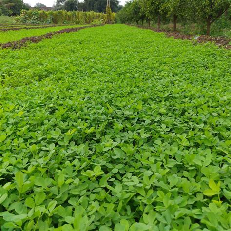 Berseem Clover Seeds For Deer Food Plots, Cover Crops