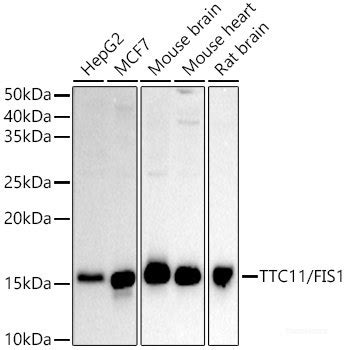 High Affinity And Specificity Ko Validated Ttc Fis Polyclonal