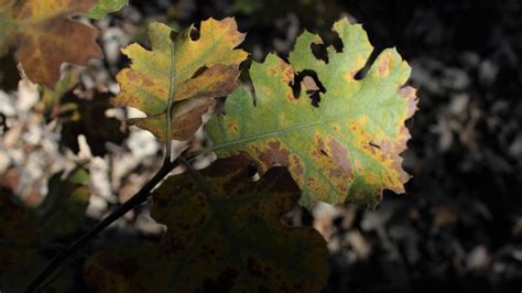 White Oak Tree: Description, Types, Uses, and Care Tips