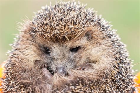 Erizo Nombre Cient Fico Erinaceus Europaeus Cerca De Un Erizo