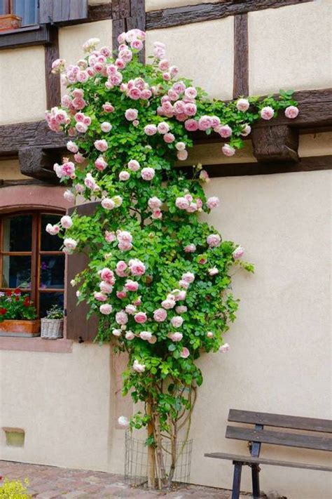 Plantas Trepadoras Con Flor En Tendencia Para Decorar Balcones Y