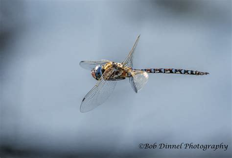 Blue Eyed Darner Bob Dinnel Flickr