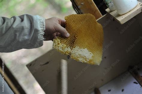 Imker Beim Honig Schleudern Bienen Wespen Biennehaus Bienenstock Waabe