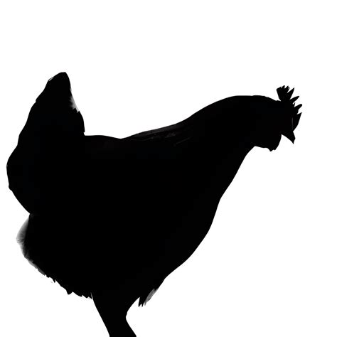 Side View Black Chicken Silhouette on White Background · Creative Fabrica