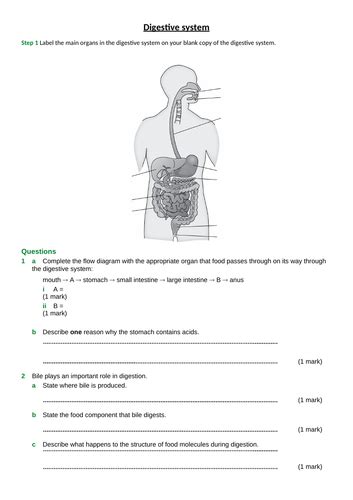 B3 Organisation And The Digestive System Gcse Aqa Teaching Resources