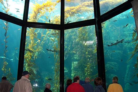 Is There An Aquarium In Washington Dc - Aquarium Views