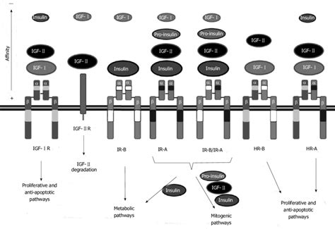 Insulin Like Growth Factor Receptors And Their Ligands The